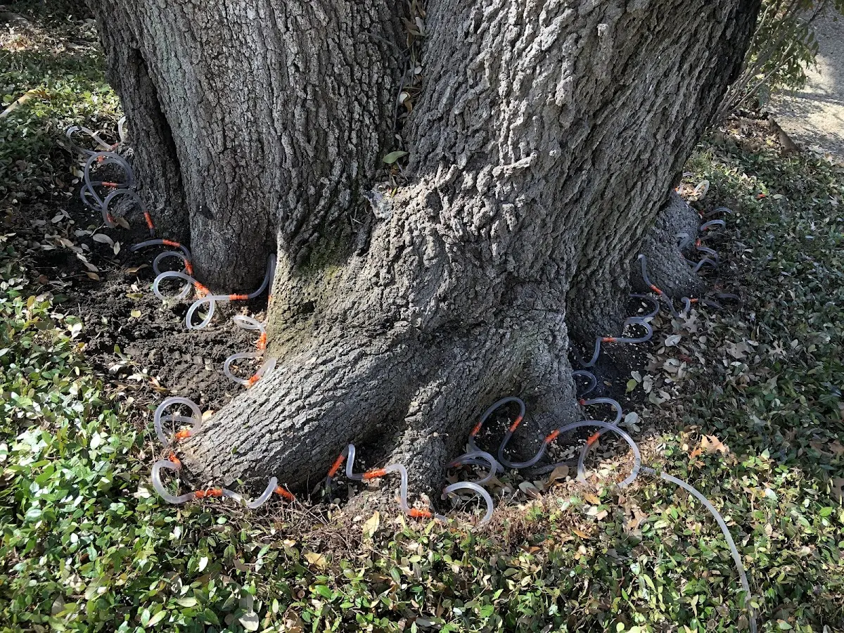 Detailed Tree Cabling and Bracing job site in Bessemer